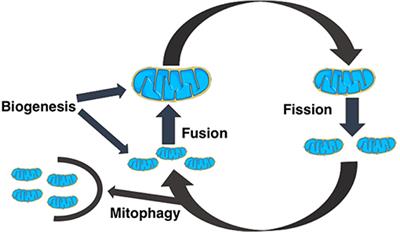 Population Dynamics of Mitochondria in Cells: A Minimal Mathematical Model